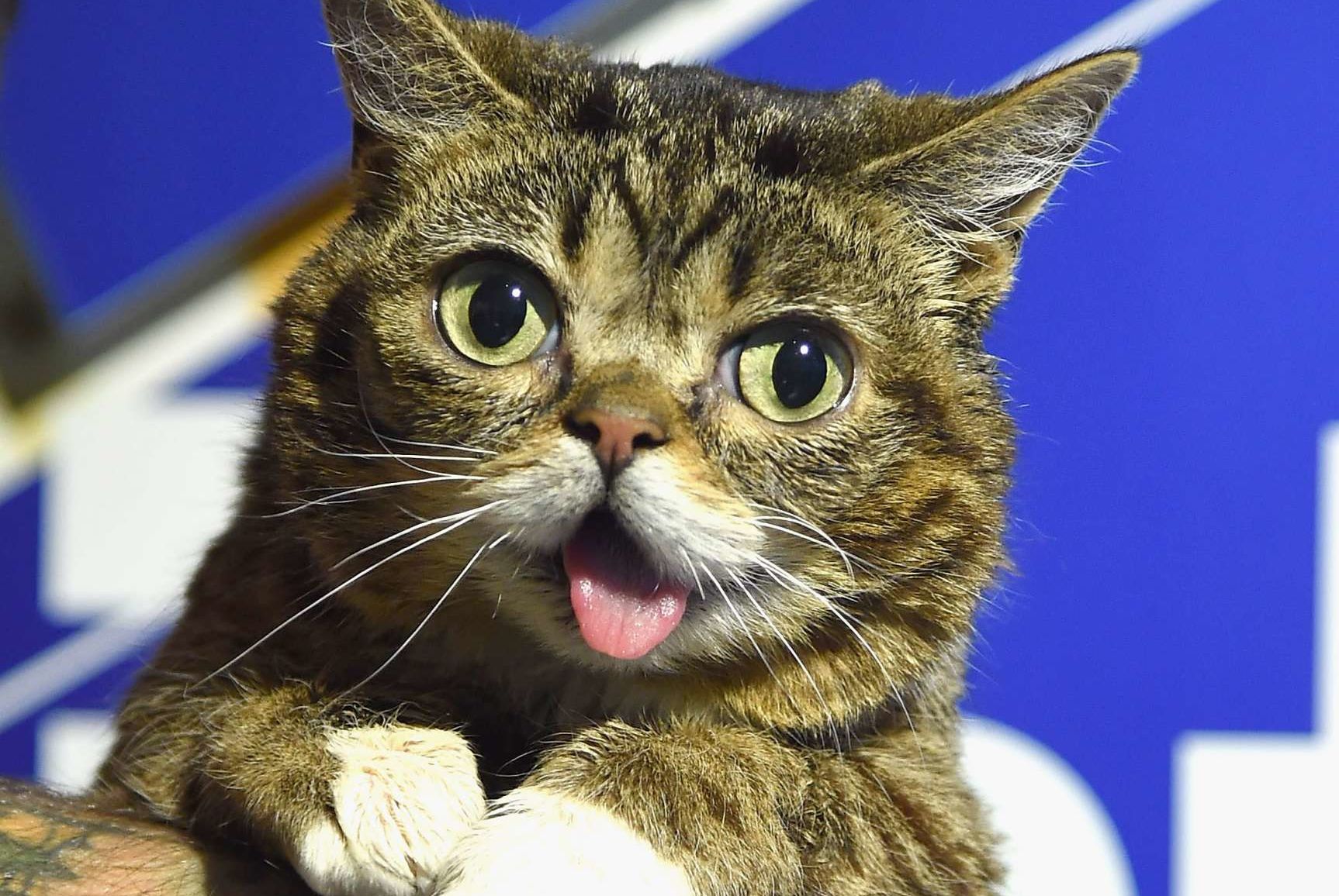 Do Animals Go to Heaven?