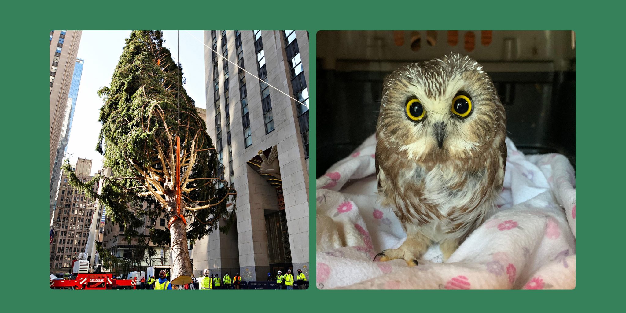 rockefeller owl plush