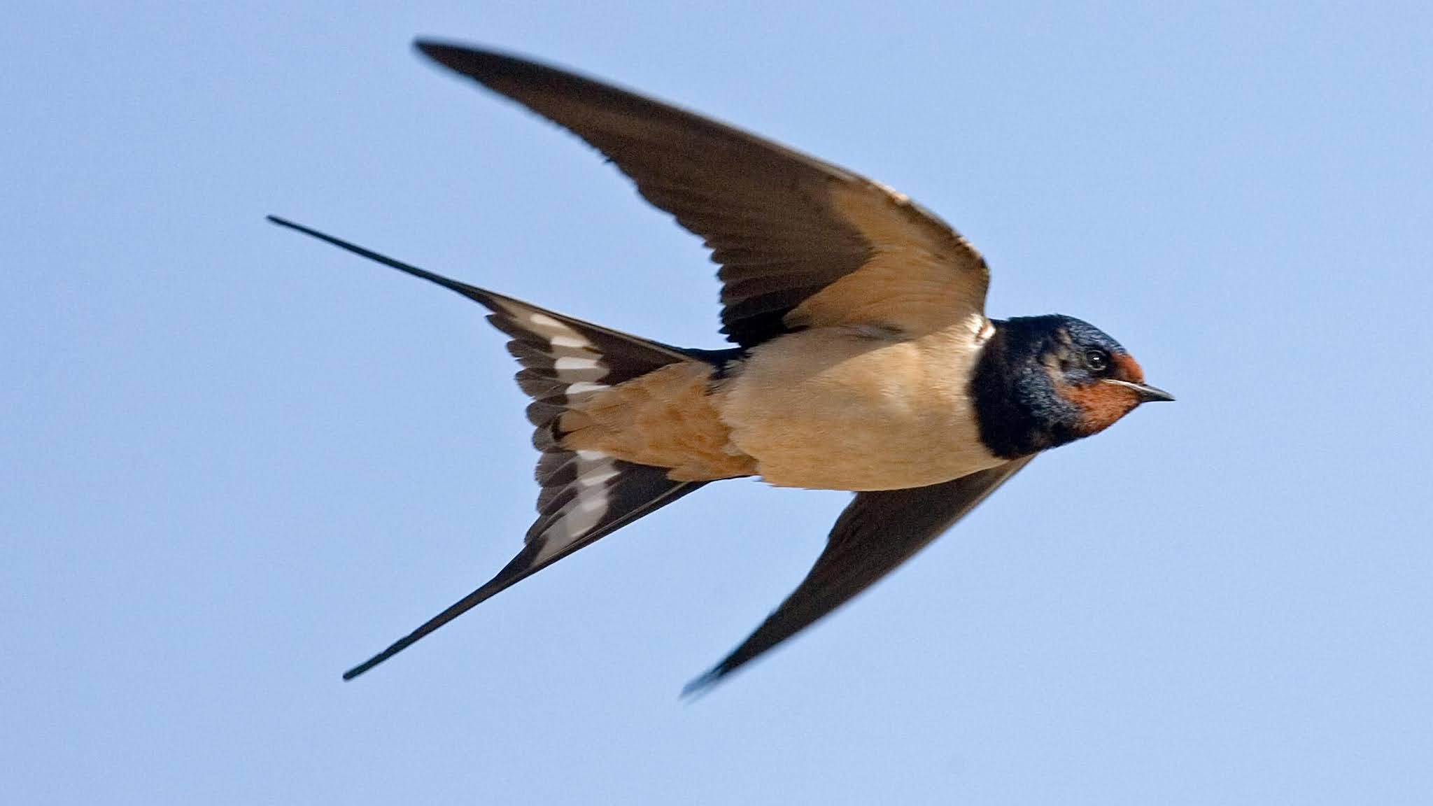The School for Swallows