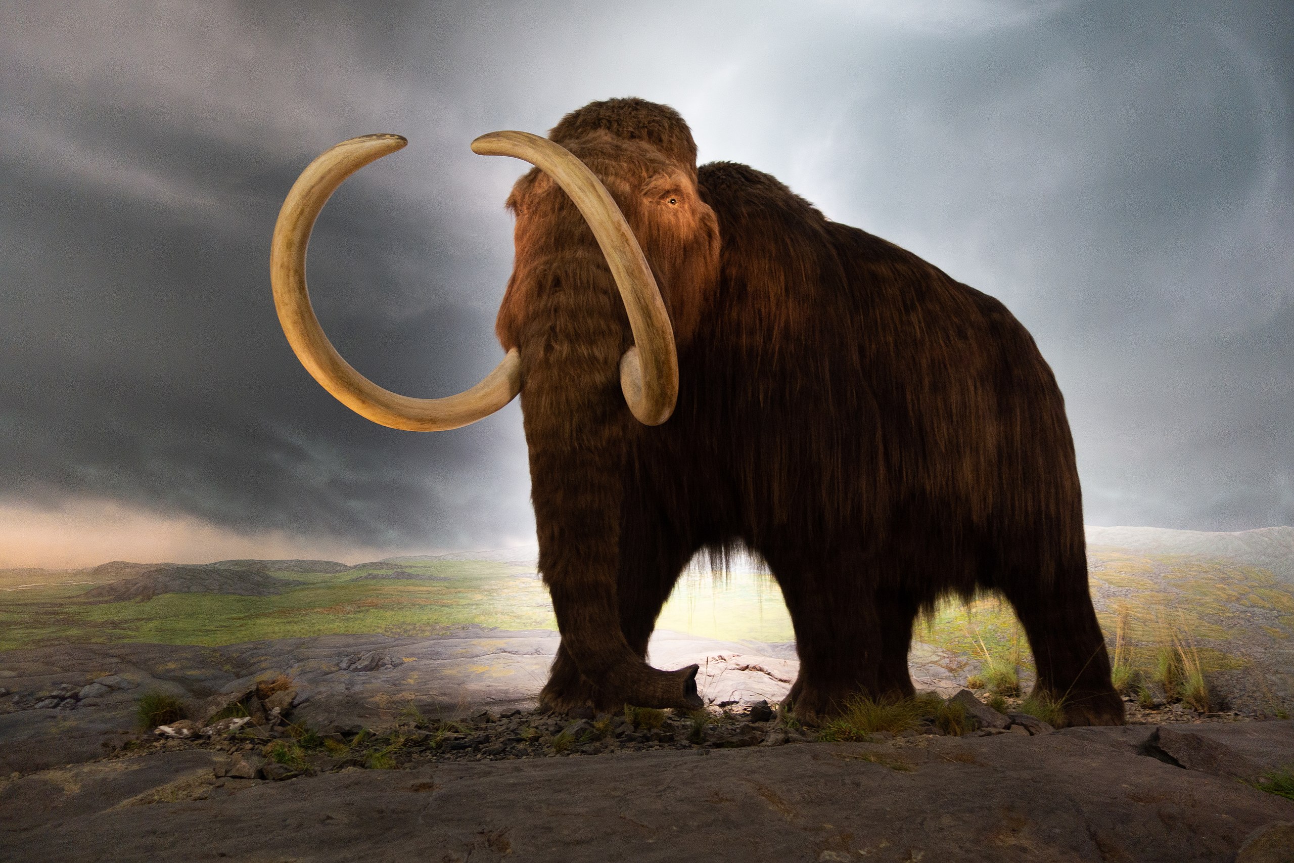 Mammoth Ideas