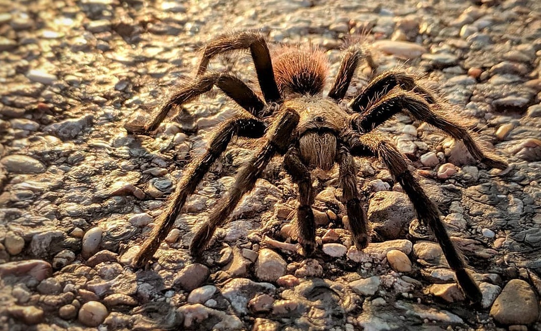Tarantula Love