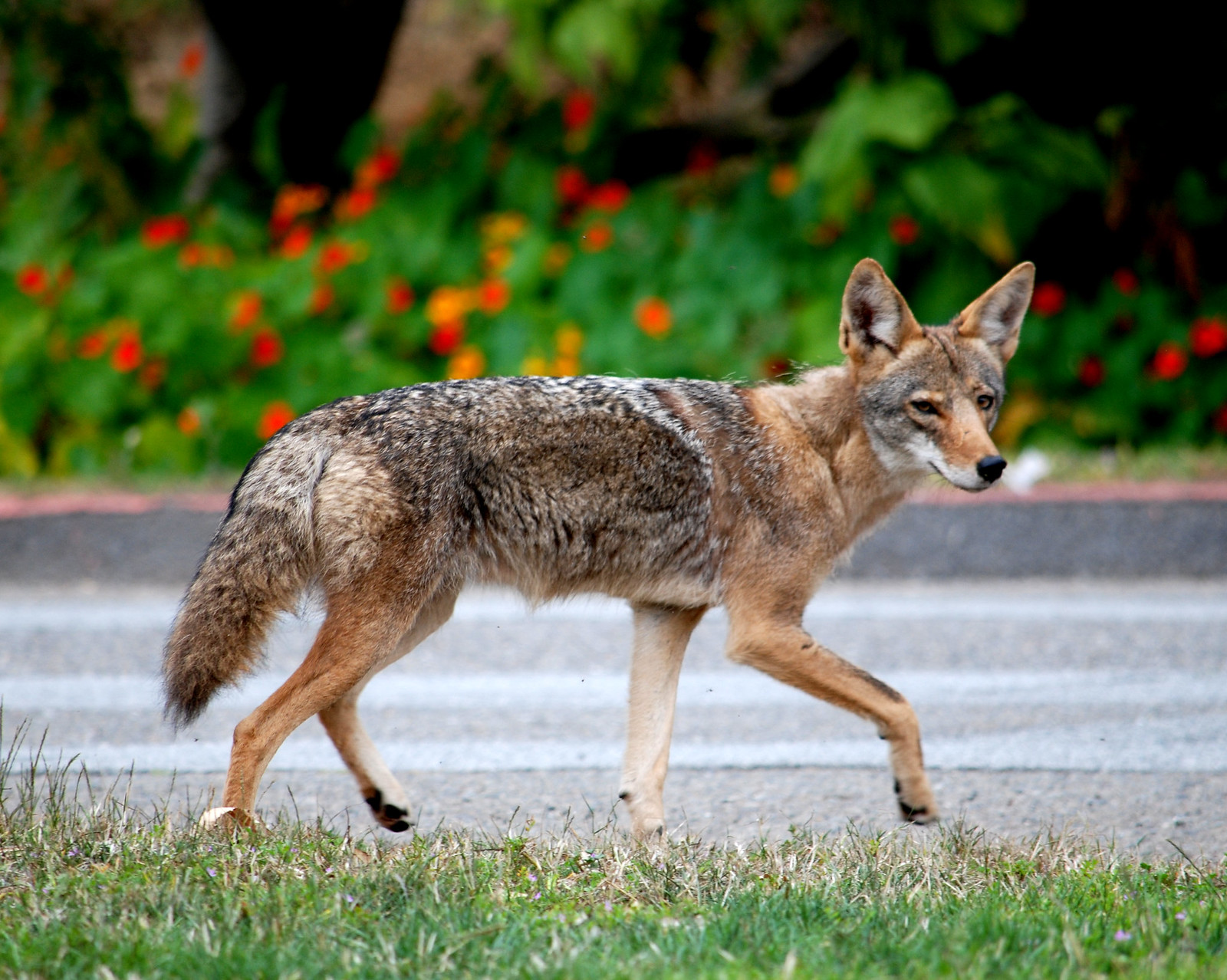 Coyote Country