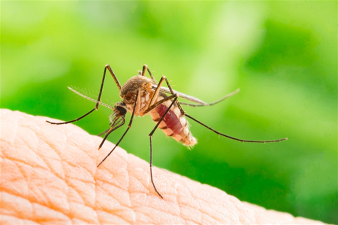The Buzz about Mosquitoes