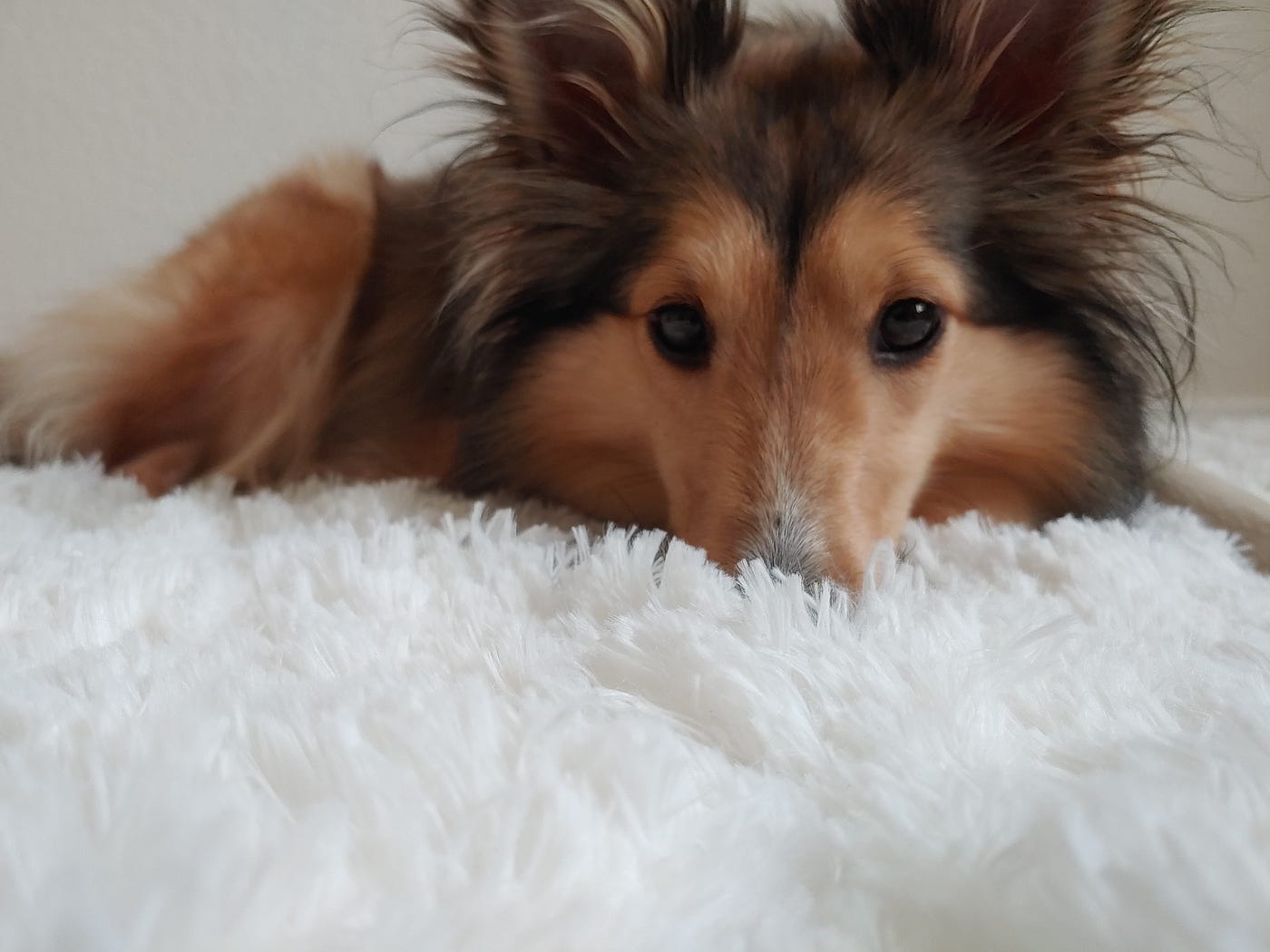 Scaredy Dog