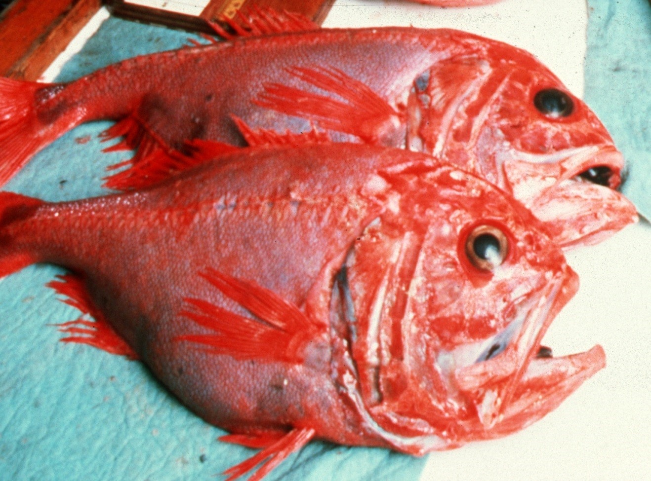 A Fish Story