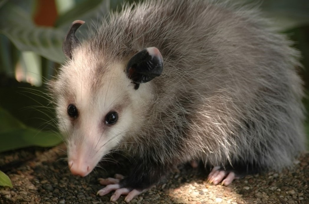 Playing Possum