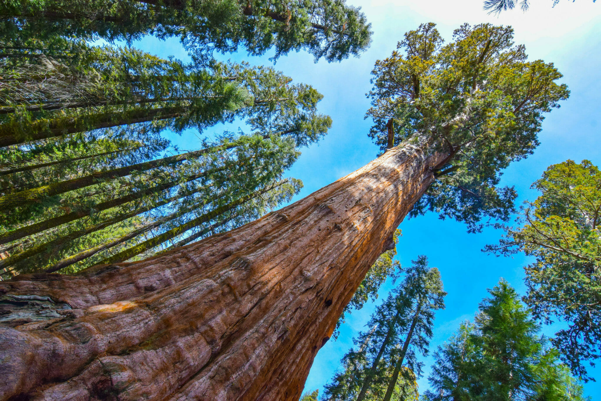 Sequoias and Sugar Maples