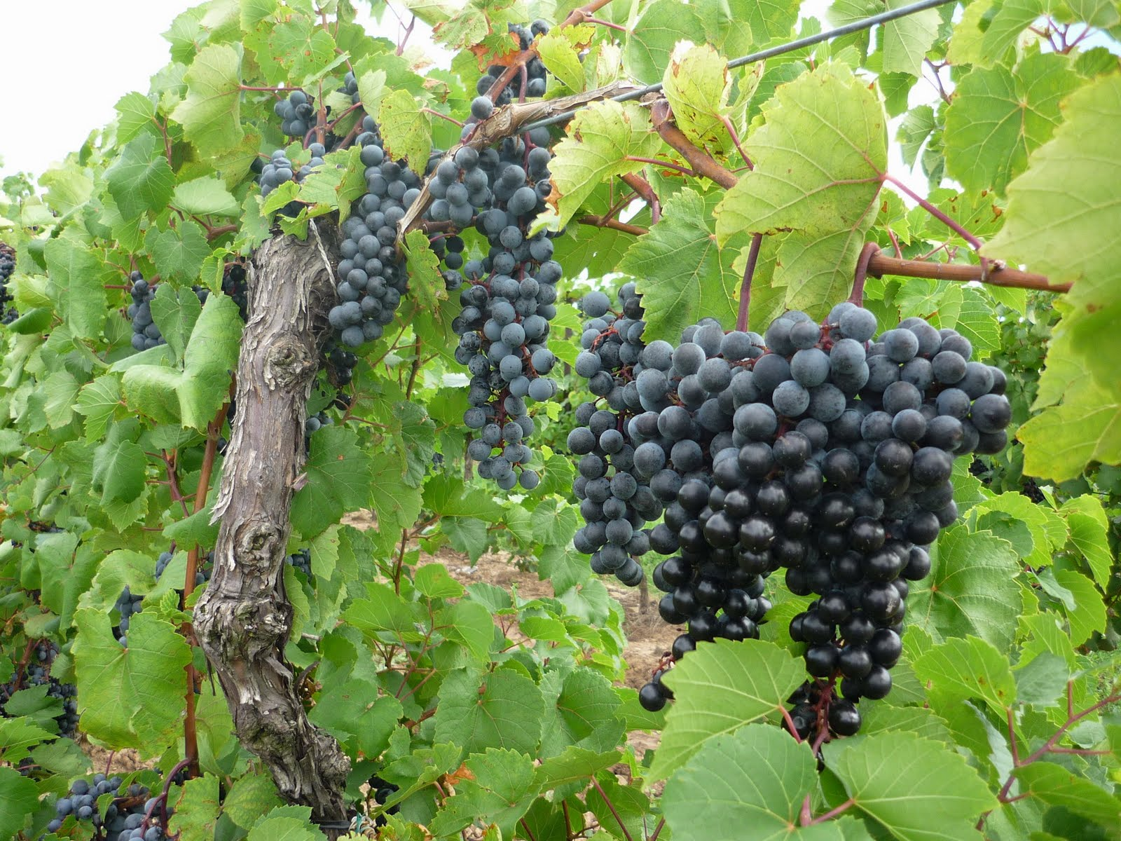 The Vine and the Branches
